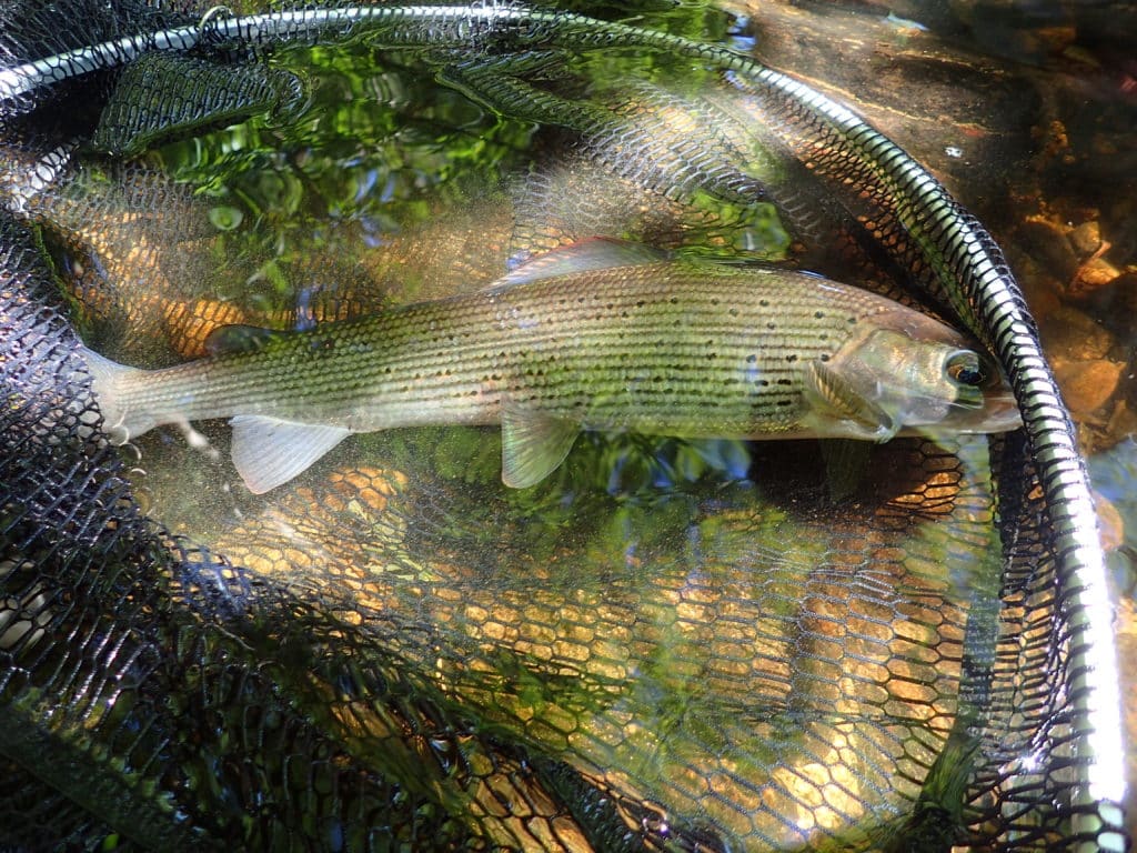 stage de pêche à la mouche