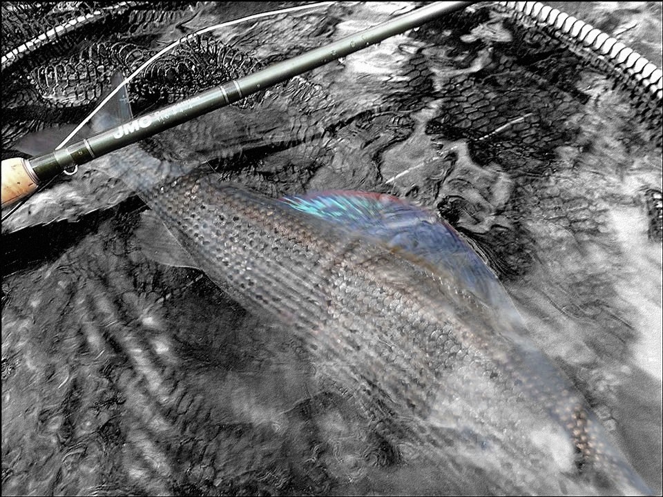 Stage perfectionnement: Ombre pris à Châteauneuf-les-Bains. Guide de Pêche-Sioule.